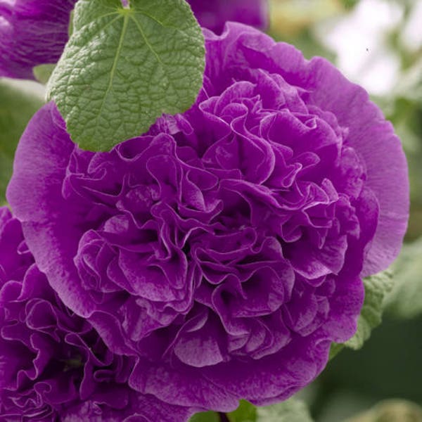 25+   HOLLYHOCK VIOLET  Purple  DOUBLE  Chaters , Alcea Rosea / Tall Perennial Hardy Flower Seeds