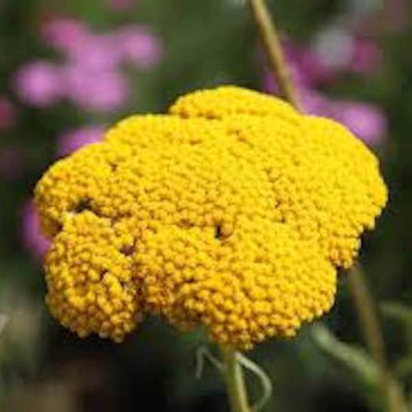 80+  YARROW CLOTH of GOLD  Deer Resistant Perennial Drought &  Humid Tolerant Flower Seeds