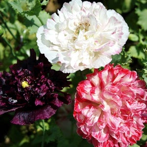 120+  PEONY POPPY  ANTIQUE Mix Papaver Purple, White & Pinks / Self Sow Fast Annual Flower Seeds