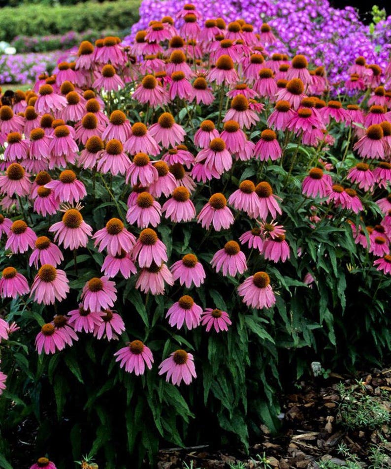 12 ECHINACEA MAGNUS RARE Largest Cone Flower Head Etsy