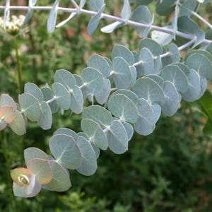 10 EUCALYPTUS PULVERULENTA AZUL Espiral, Bastones para comenzar, Semillas de árboles fragantes o arbustos imagen 2