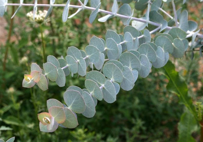 10 EUCALYPTUS PULVERULENTA AZUL Espiral, Bastones para comenzar, Semillas de árboles fragantes o arbustos imagen 2