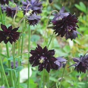 30 COLUMBINE BLACK BARLOW, Aquilegia Perennial Shade or Sun Deer & Rabbit Resistant Flower Seeds image 3