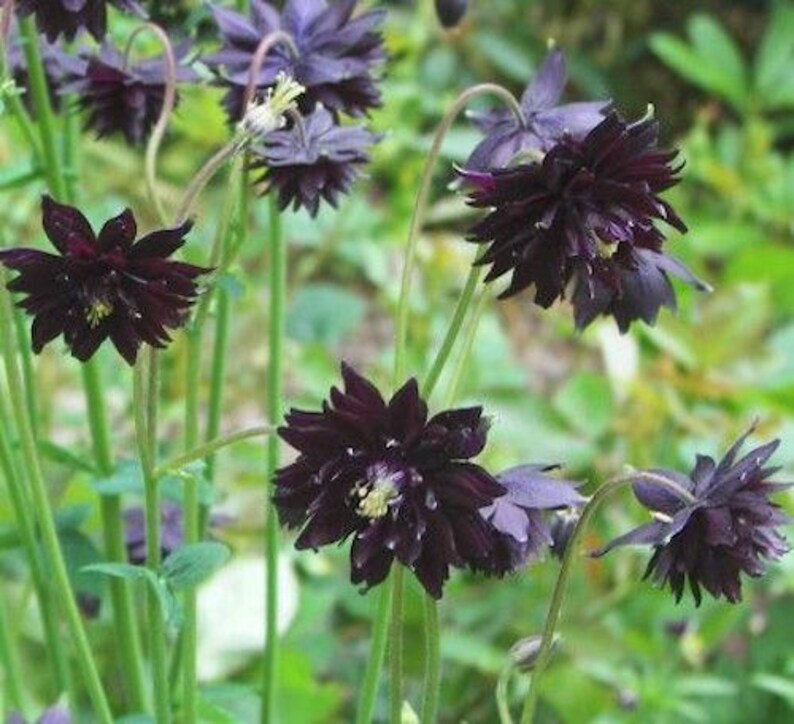 30 COLUMBINE BLACK BARLOW, Aquilegia Perennial Shade or Sun Deer & Rabbit Resistant Flower Seeds image 3