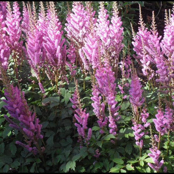 120+    ASTILBE Chinensis, Pumila, Lilac Rose  10 inch   / Easy SHADE PERENNIAL Flower Seeds