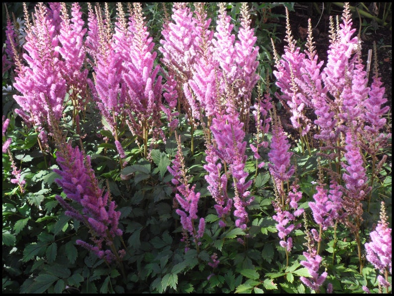 120 ASTILBE Chinensis, Pumila, Lilac Rose 10 inch / Easy SHADE PERENNIAL Flower Seeds image 1