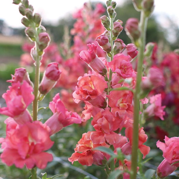 50+ SNAPDRAGON Madame Butterfly CHERRY & BRONZE Annual Flower Seeds