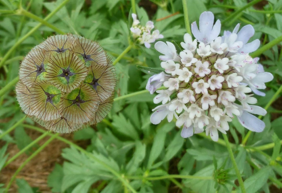 25 SCABIOSA STELLATA STARFLOWER Pincushion / Drumstick Etsy