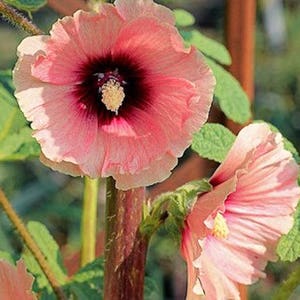 8 HOLLYHOCK HALO APRICOT Special Bred / Rabbit & Deer Resistant Perennial Flower Seeds image 2