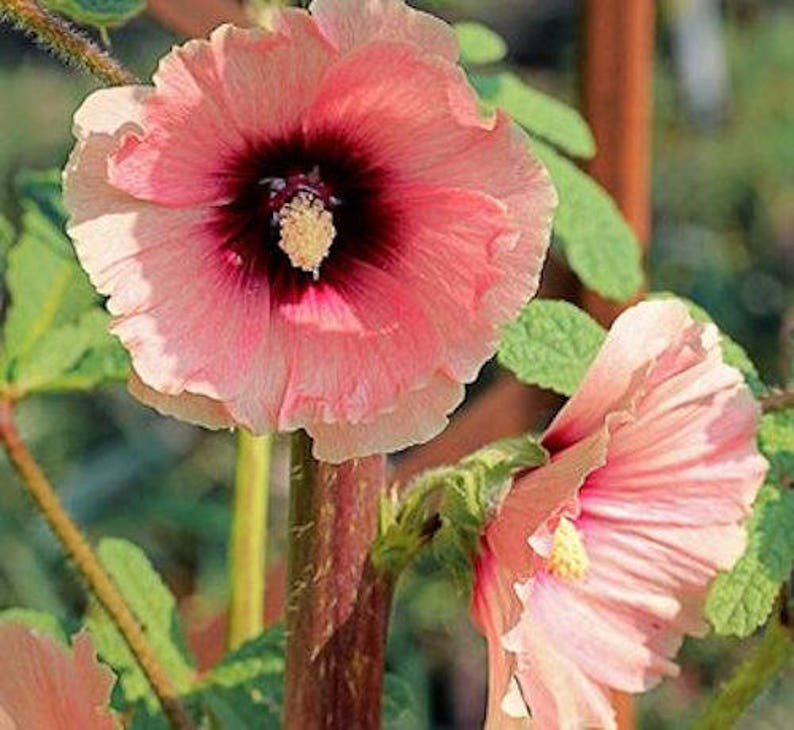 8 HOLLYHOCK HALO APRICOT Special Bred / Rabbit & Deer Resistant Perennial Flower Seeds image 2