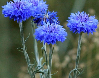 120+  CENTAUREA BLUE BOY Heirloom Bachelor Buttons,  Corn Flower Seeds