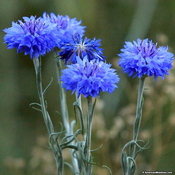 120+  CENTAUREA BLUE BOY Heirloom Bachelor Buttons,  Corn Flower Seeds