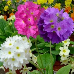 120+ PRIMROSE  HEIRLOOM Primula  Ronsdorf Perennial Shade Cool Weather Flower Seeds