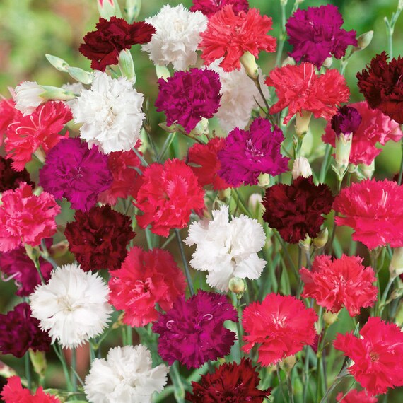 Carnation Grenadin Hardy Triumph Mix