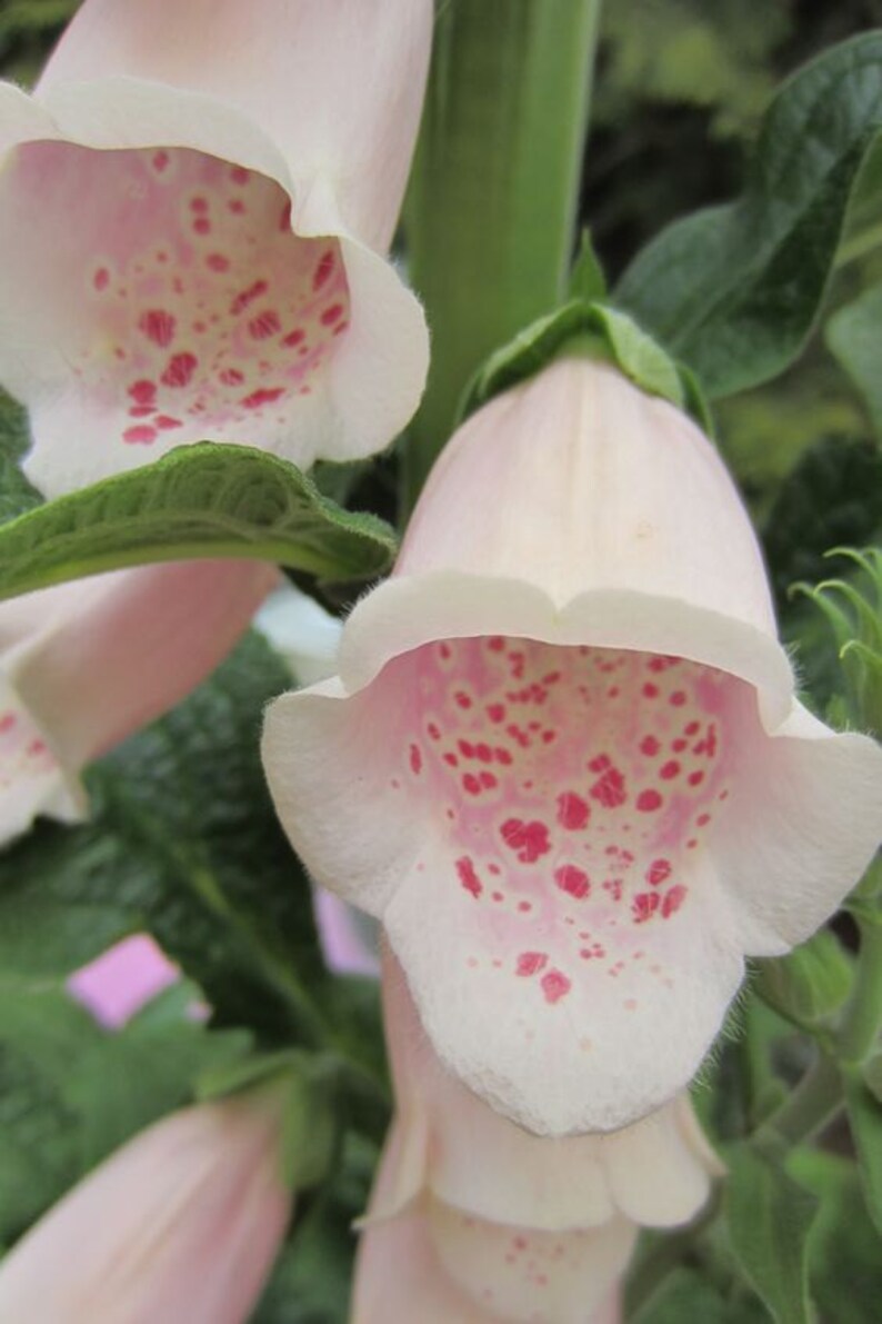 50 Foxglove Apricot Heirloom Sun Or Shade Perennial Deer Etsy