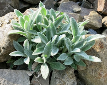 120+  LAMBS EAR Stachys Byzantina / EASY Hardy Perennial / Soft Furry to Touch, Deer & Rabbit Resist, Flower Seeds