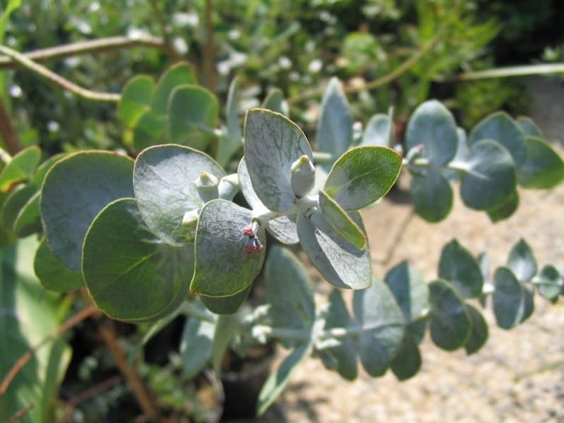 10 EUCALYPTUS PULVERULENTA AZUL Espiral, Bastones para comenzar, Semillas de árboles fragantes o arbustos imagen 4