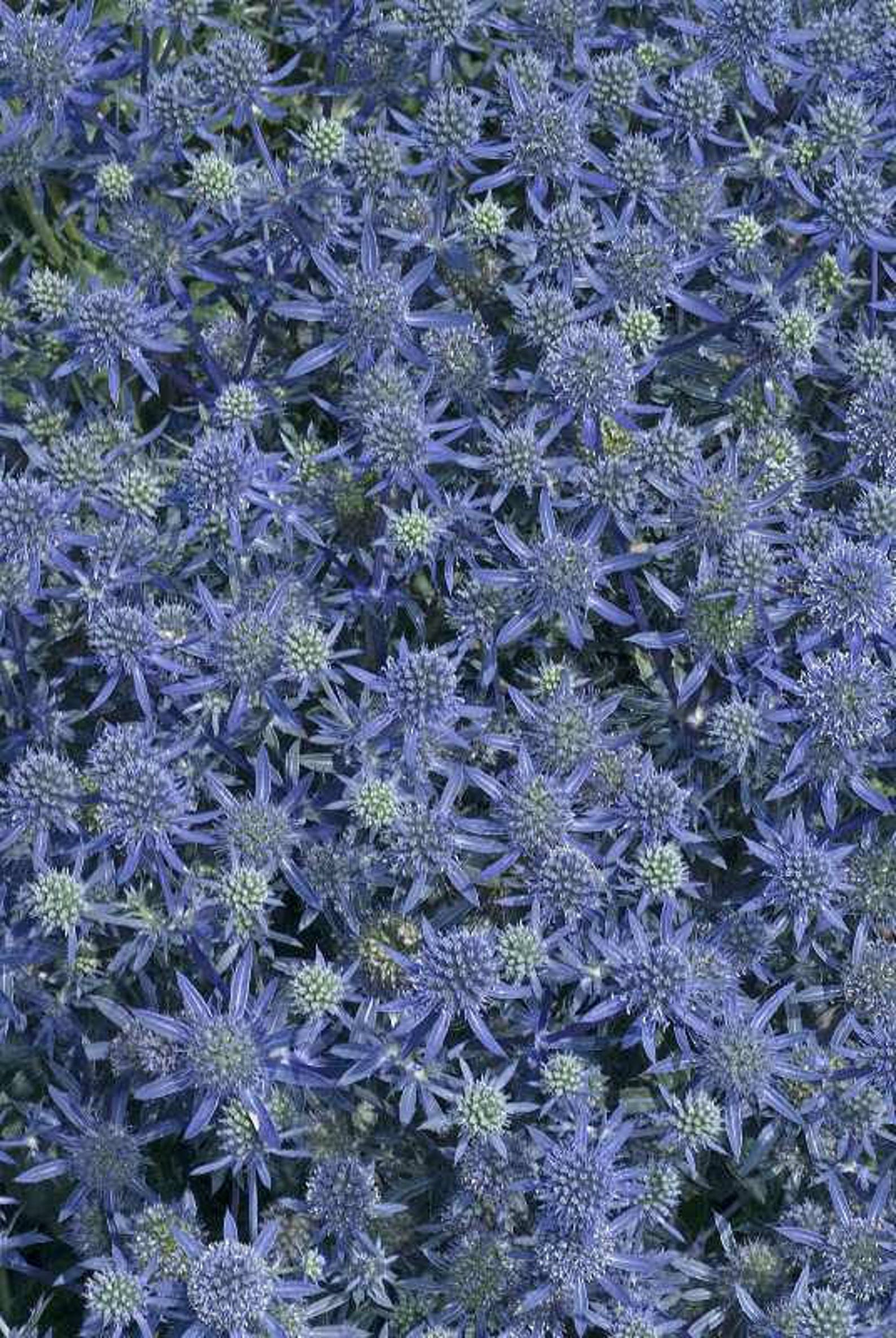 30 SEA HOLLY ERYNGIUM Blue Deer & Rabbit Resistant Hardy Etsy