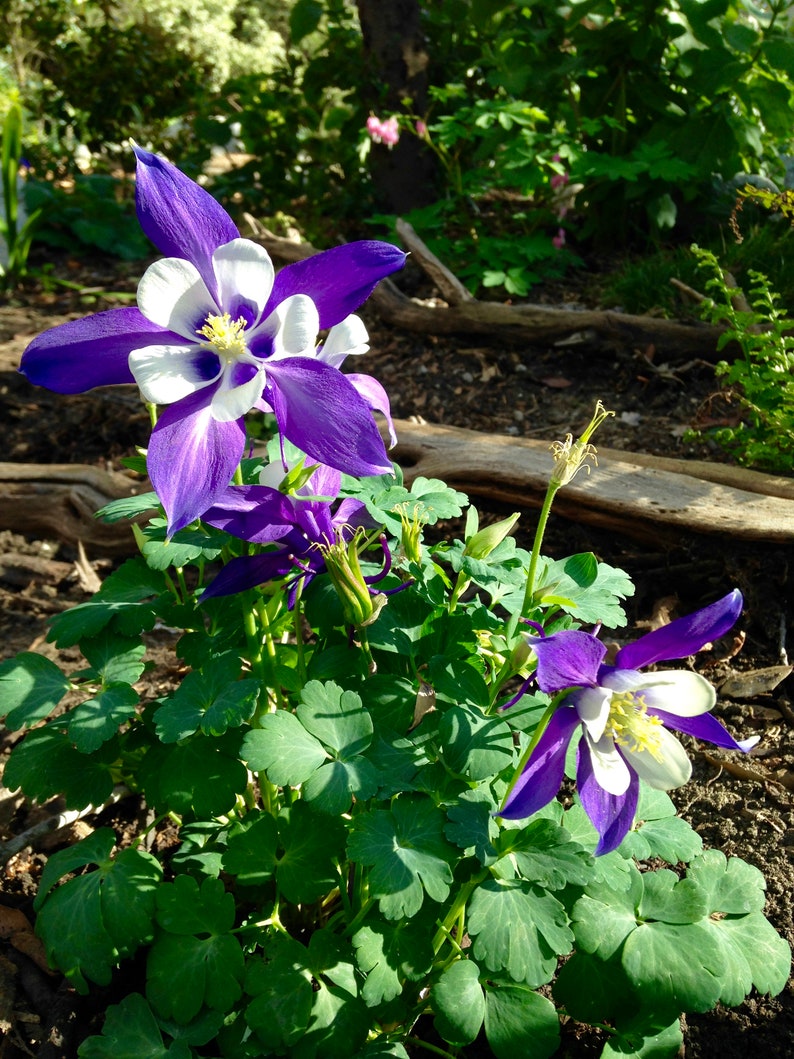 30 AQUILEGIA STAR MIX Columbine Shade Perennial Deer & Etsy