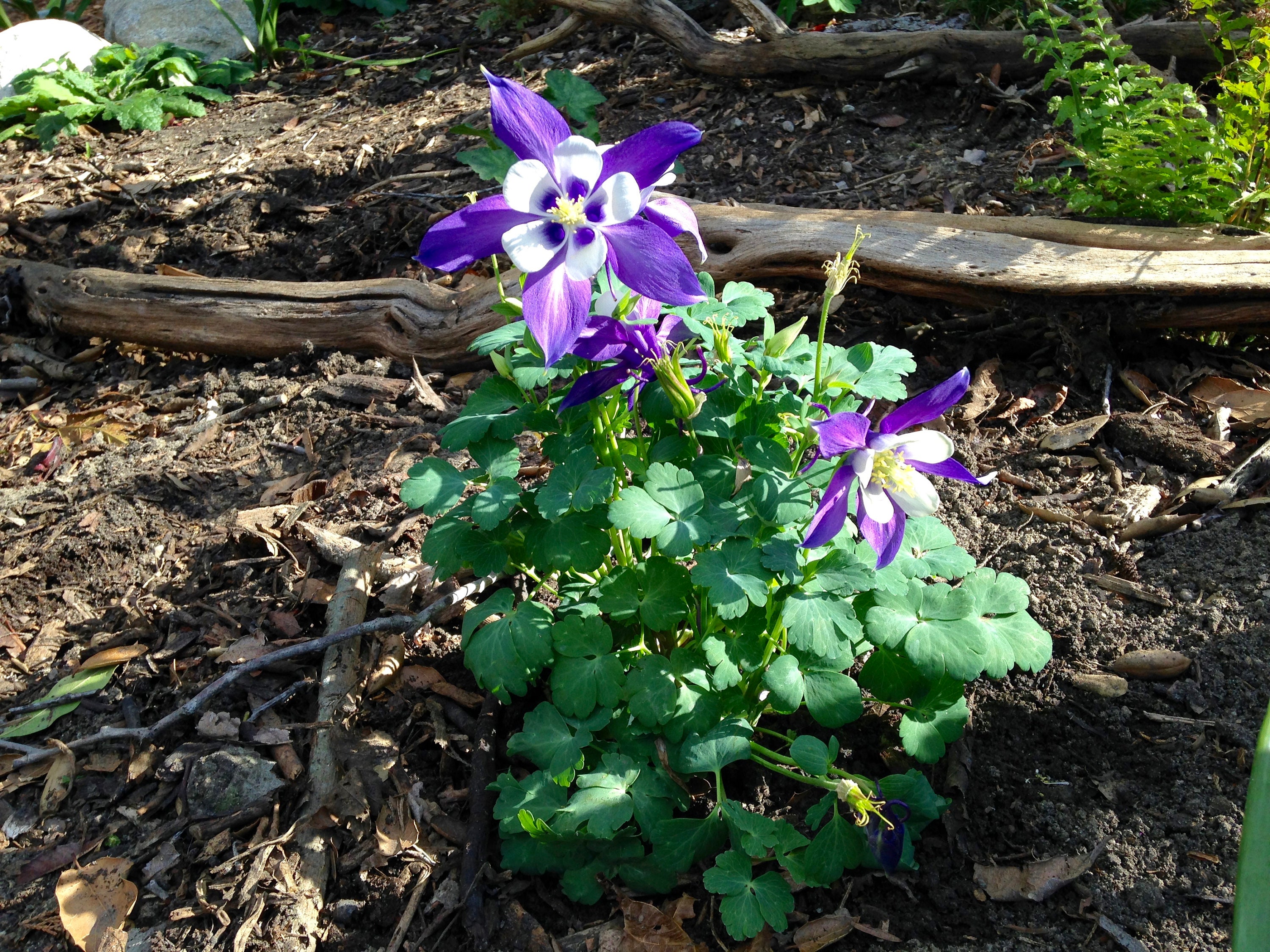 30 AQUILEGIA STAR MIX Columbine Shade Perennial Deer & Etsy