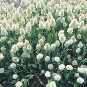 120 BUNNY TAILS Lagurus Hare's Tale Annual Long Lasting Ornamental Grass Flower Seeds image 2