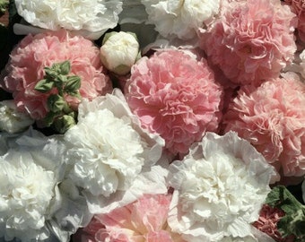 40+  Hollyhocks BRIDESMAID SALMON & WHITE Doubles Alcea Rosea, Tall Perennial Flower Seeds Active