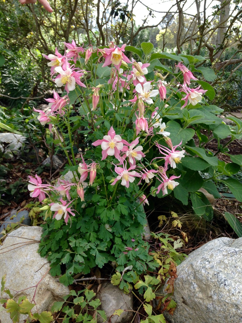 30 AQUILEGIA STAR MIX Columbine Shade Perennial Deer & Etsy