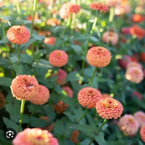 25+  ZINNIA SALMON Oklahoma Annual Flower Seeds