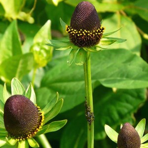 40 Rudbeckia GREEN WIZARD CONEFlower Perennial Deer Resistant Flower Seeds image 3