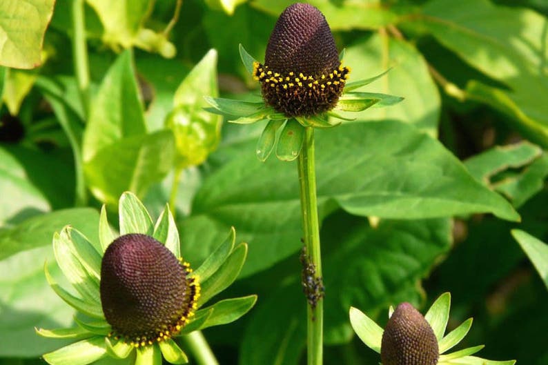 40 Rudbeckia GREEN WIZARD CONEFlower Perennial Deer Resistant Flower Seeds image 3