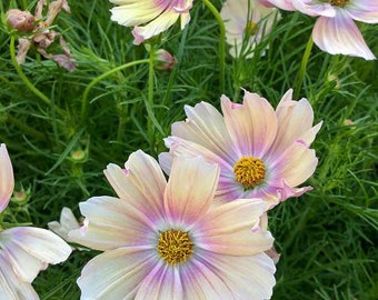 40+ COSMOS APRICOT LEMONADE  All Zones / Long Bloom Season / Fast Annual  Flower Seeds