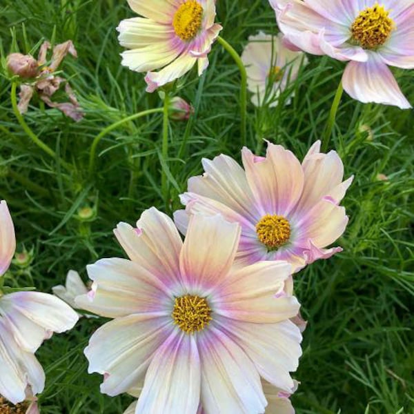 40+ COSMOS APRICOT LEMONADE  All Zones / Long Bloom Season / Fast Annual  Flower Seeds