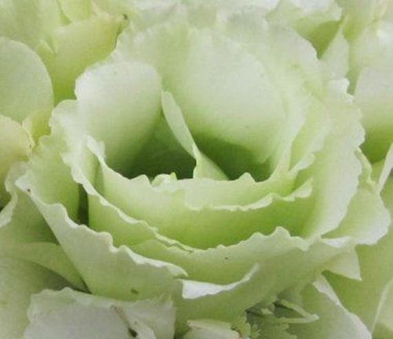 15 LISIANTHUS WHITE 100/% Double Flowered Deer /& Rabbit Resistant Long Bloom Season Flower Seeds