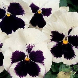50 PANSY SWISS GIANT Mix aka Viola Edible Hardy Cool Weather Flower Seeds image 6