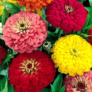 50+ ZINNIA DAHLIA Gold Medal Mix Winner /  Easiest from Seed, Hummingbird and Butterfly Magnet Fast Annual Flower Seeds
