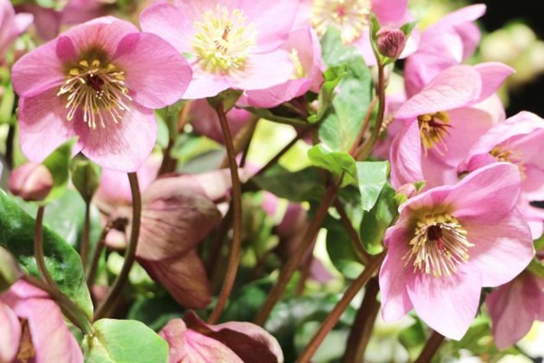 15 HELLEBORUS CHRISTMAS ROSE Perennial Shade Early or Winter Etsy