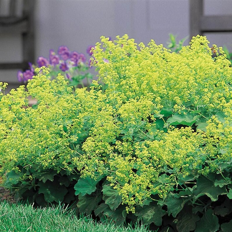 50 LADIES MANTLE Irish Silk, Alchemilla Mollis, Long Lasting Perennial SHADE Flower Seeds image 1