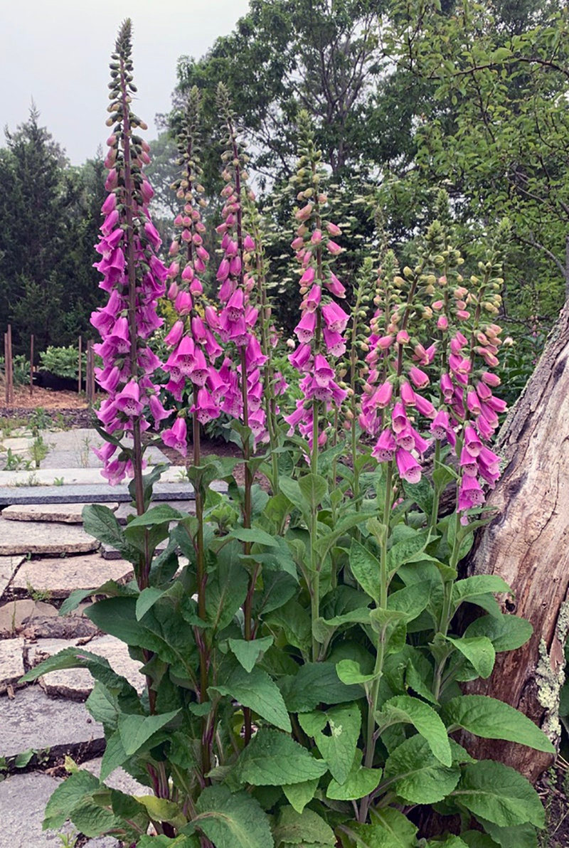 50 FOXGLOVE SUGAR PLUM Digitalis Purpurea Deer & Rabbit Etsy