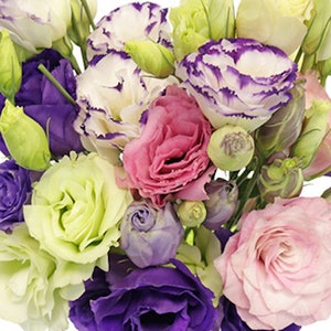 15+   LISIANTHUS MIX, 100%  Double Flowered / Deer & Rabbit Resistant / Long Bloom Season Annual Flower Seeds