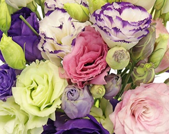 15+ LISIANTHUS MIX, 100 % fleurs doubles / Résistantes aux cerfs et aux lapins / Graines de fleurs annuelles à longue floraison