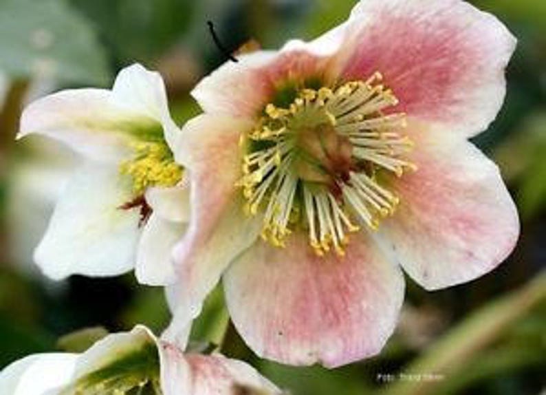 15 HELLEBORUS CHRISTMAS ROSE Perennial Shade Early or Winter Etsy