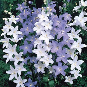 60 CAMPANULA PYRAMIDALIS MIX Chimney Bell Perennial Fragrant 4 6 Ft Tall Flower Seeds image 4