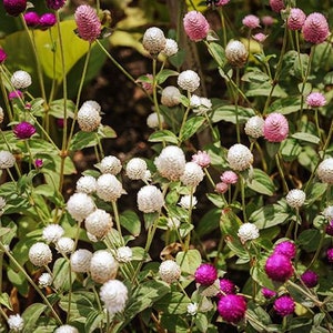60 GOMPHRENA Globosa MIX Annual Heat Humidity Tolerant Flower Seeds image 5