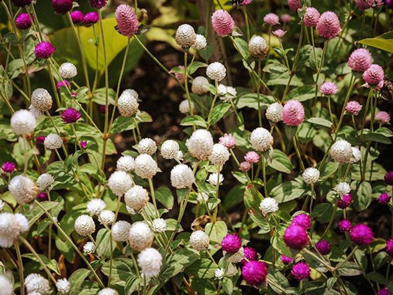 60 GOMPHRENA Globosa MIX Annual Heat Humidity Tolerant Flower Seeds image 5