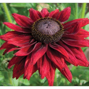 20 RUDBECKIA CHERRY BRANDY / Rabbit & Deer Resistant / Perennial Flower Seeds image 1