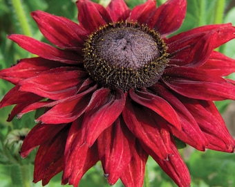 20+   RUDBECKIA CHERRY BRANDY / Rabbit & Deer Resistant / Perennial Flower Seeds