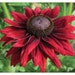 see more listings in the Rudbeckia - Echinacea section