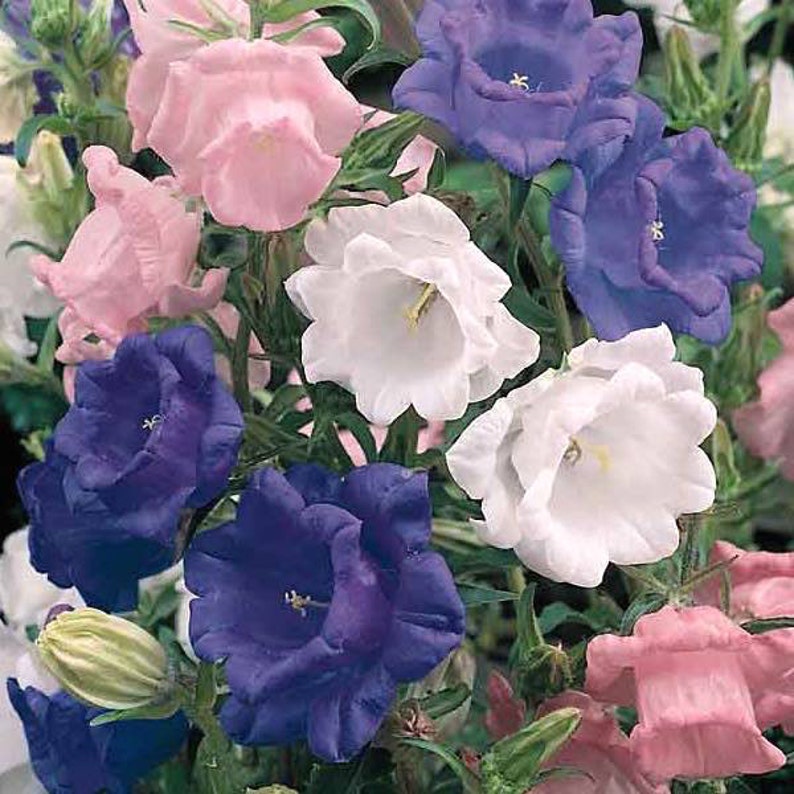 50 CAMPANULA CANTERBURY BELLS Double Blue 3 Ft Heirloom Etsy