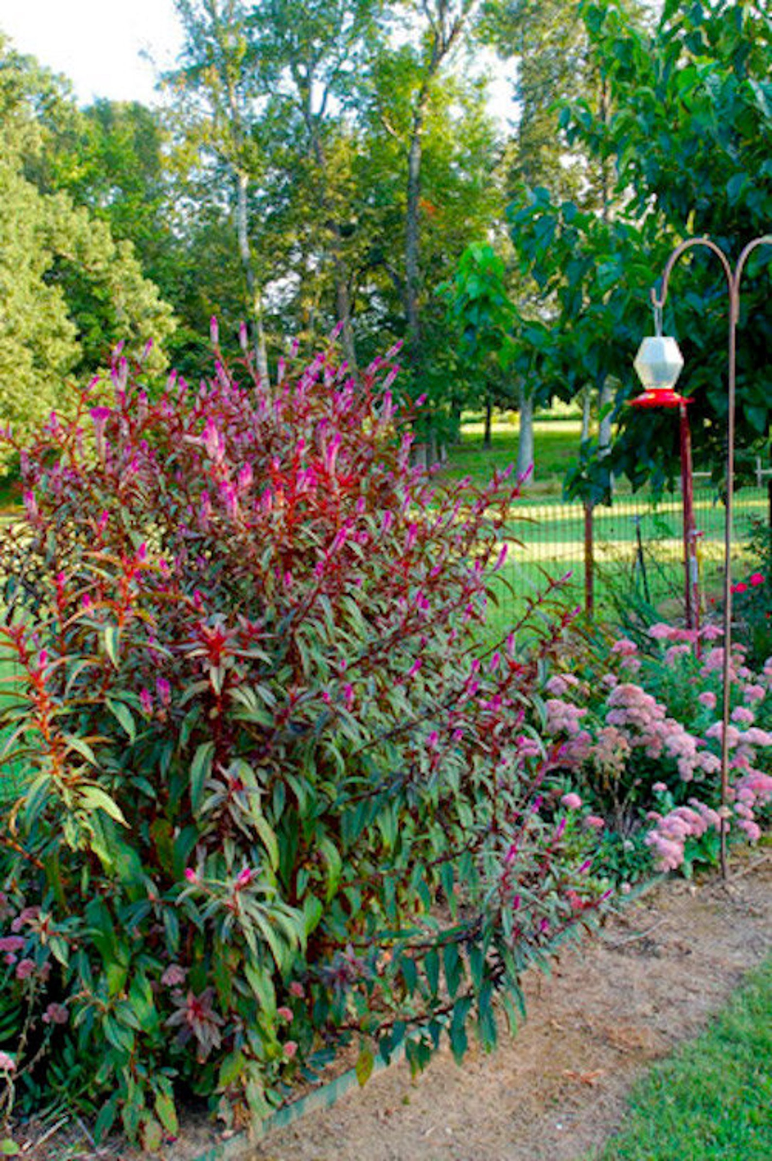 30 CELOSIA CRAMERS’ AMAZON / Huge Tall Annual Hummingbird - Etsy
