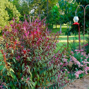 30 CELOSIA CRAMERS’ AMAZON / Huge Tall Annual Hummingbird - Etsy